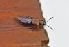 Tachinus subterraneus